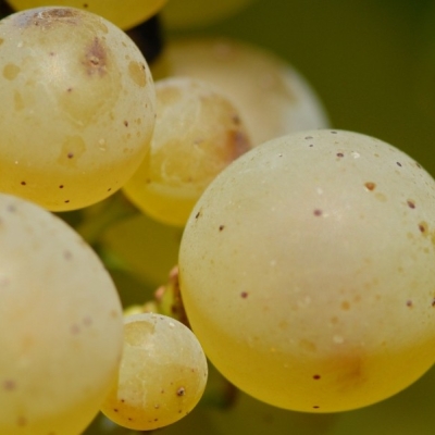 Riesling Beeren 12